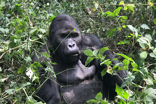 Landscape of Kahuzi Biega National Park