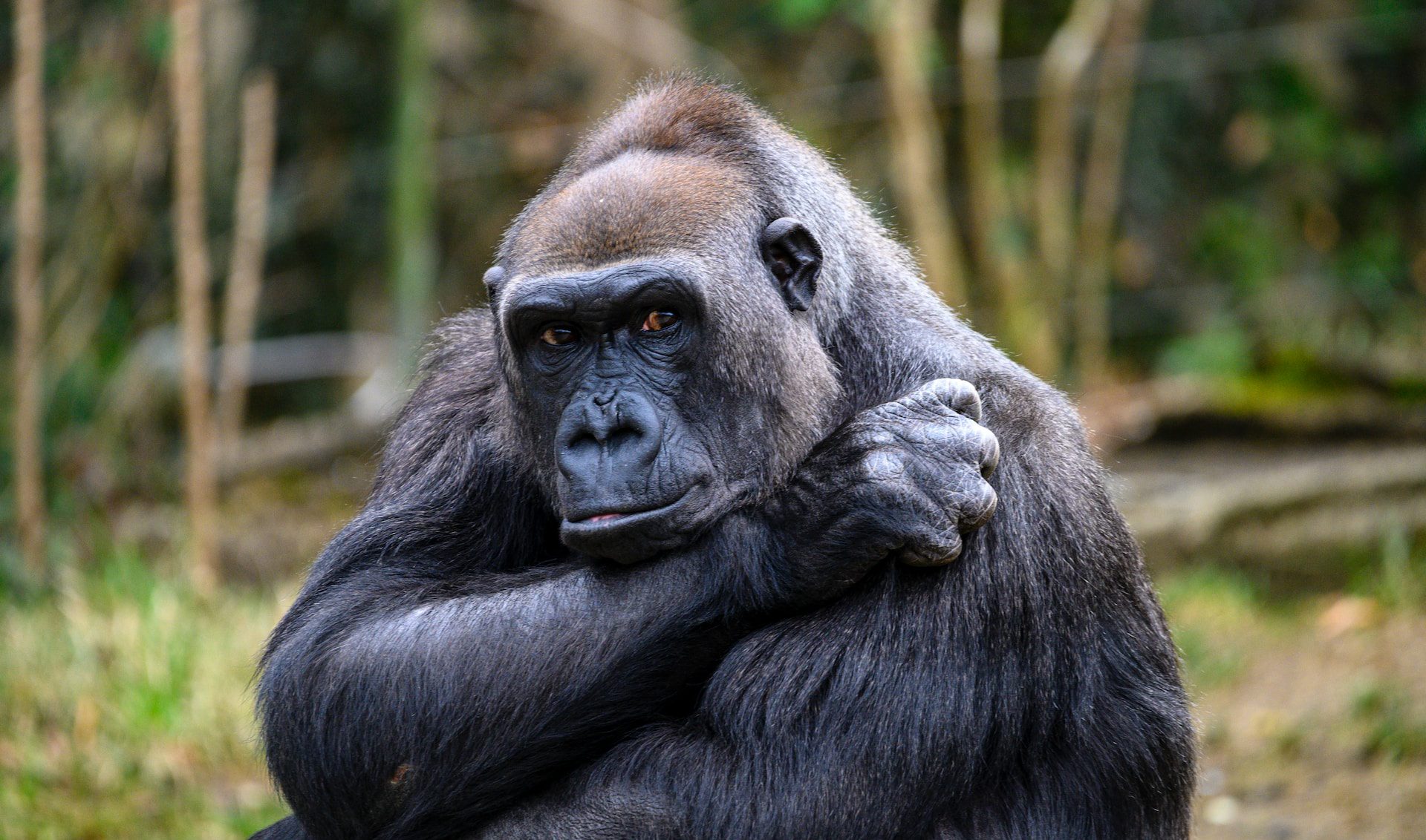 3 Days Kahuzi-Biega National Park Congo Gorilla Tour