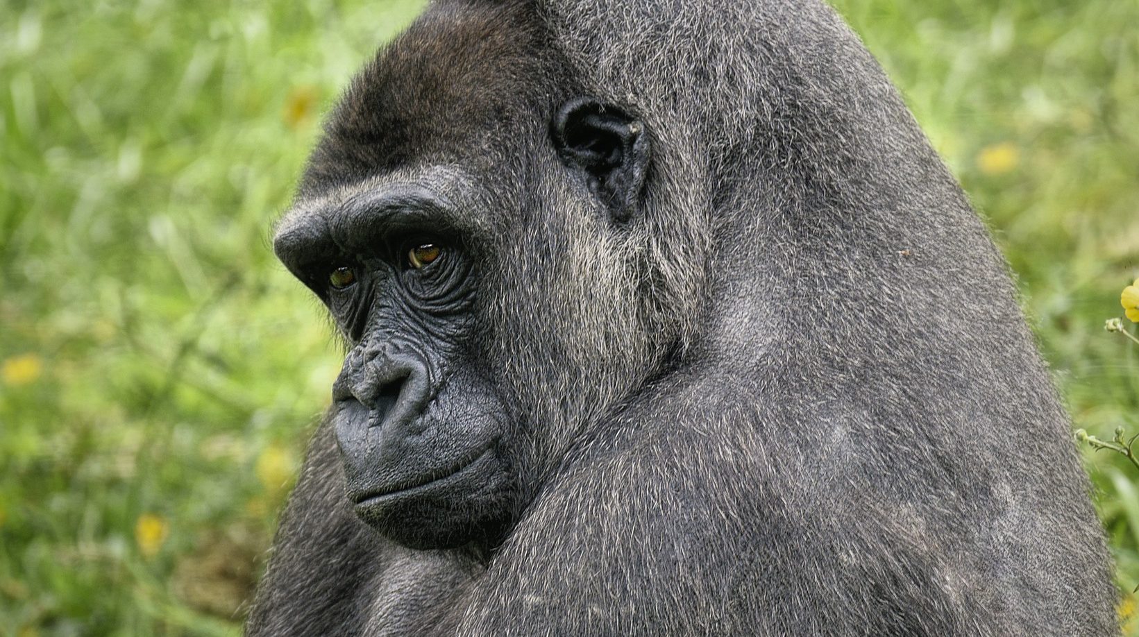 Mount Kahuzi