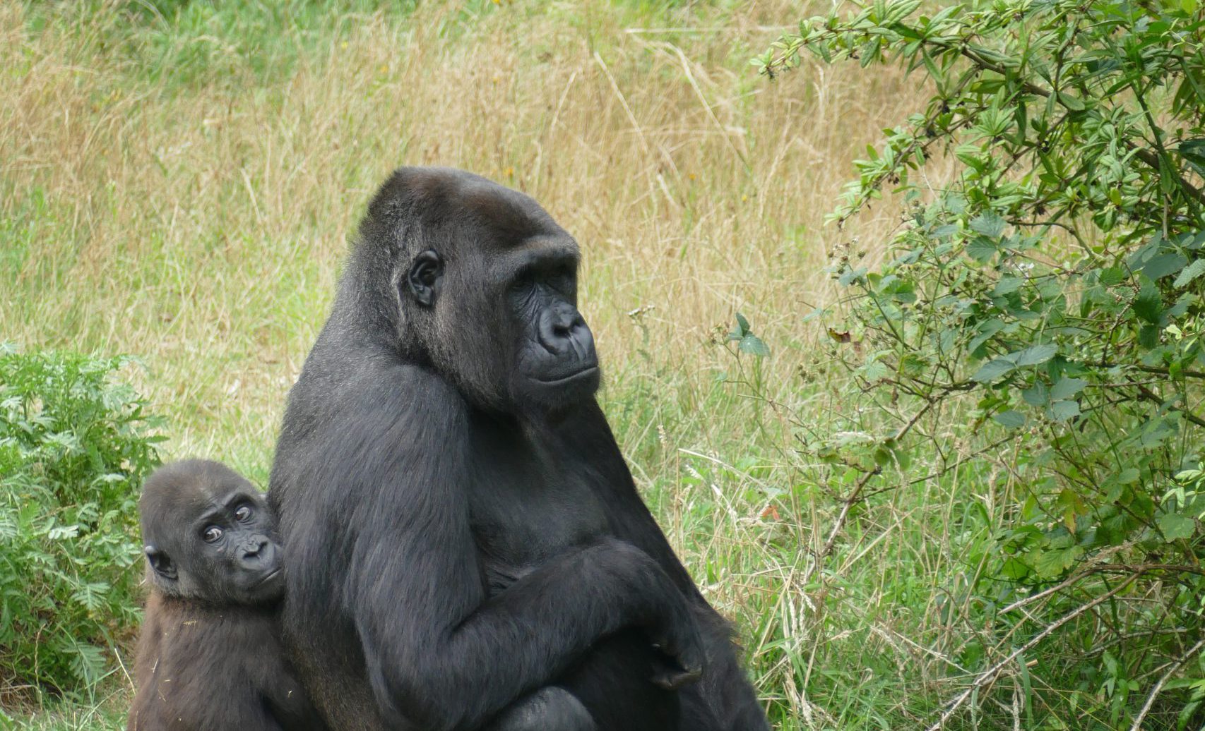 Spend more time with gorillas by booking a gorilla habituation safari Congo