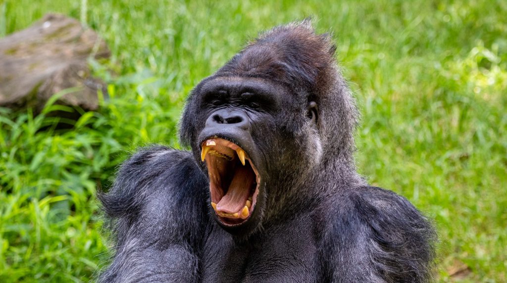 The Amazing Congo Gorilla Safari to Kahuzi-Biega National Park