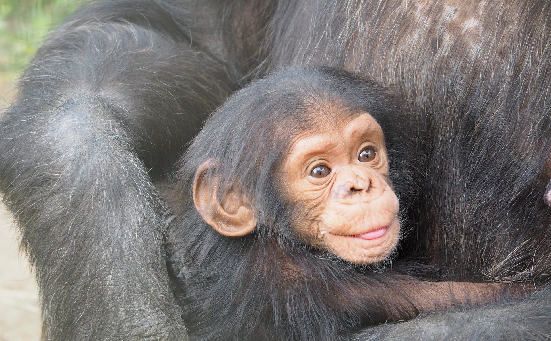 Eastern Chimpanzees in Kahuzi Biega National Park