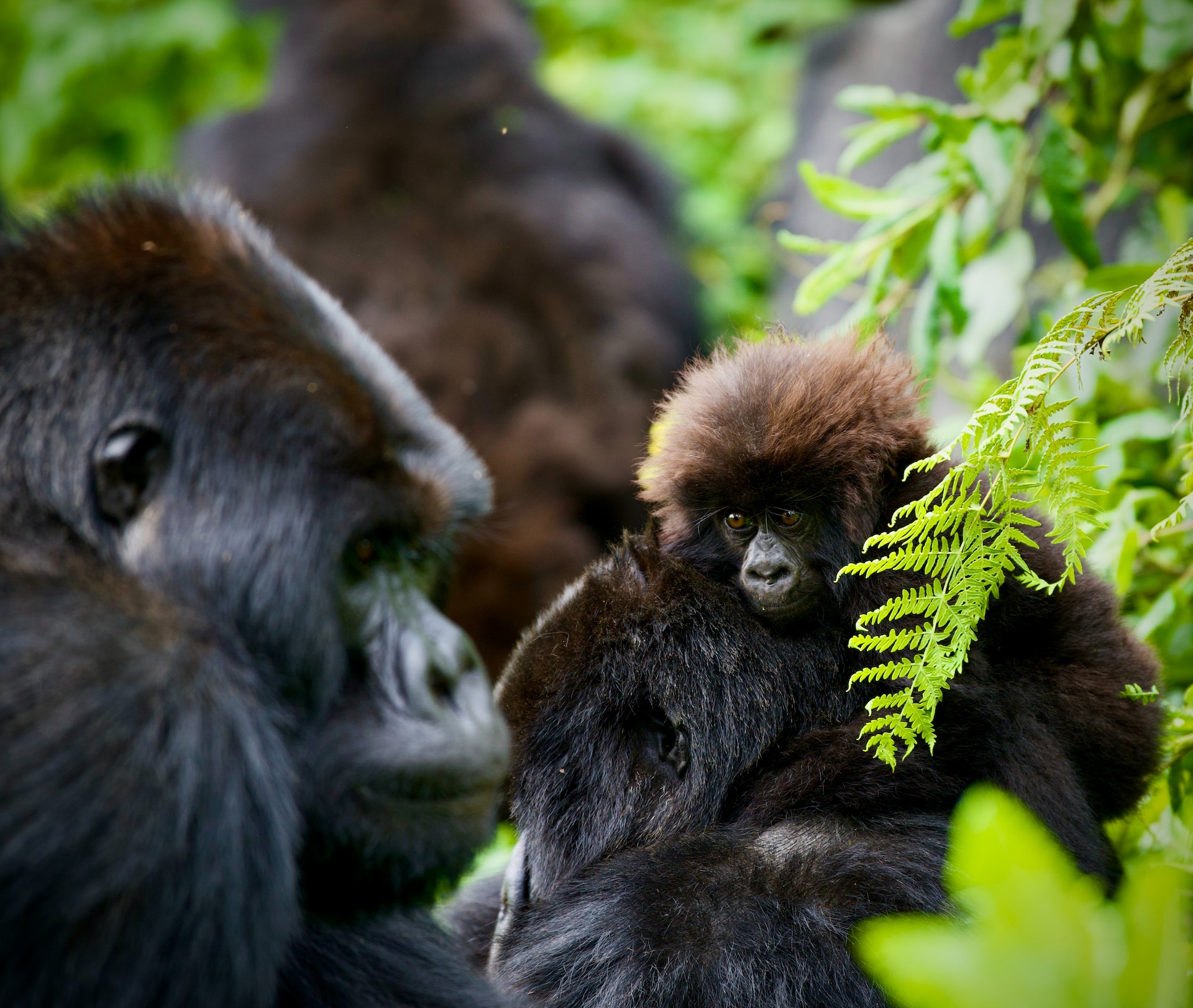 Gorilla Trekking Uganda Safaris & Gorilla Tours Uganda