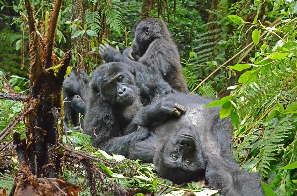 One Day Kahuzi Biega National Park Safari
