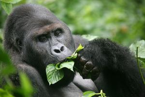 Gorilla Families in Kahuzi Biega National Park Congo