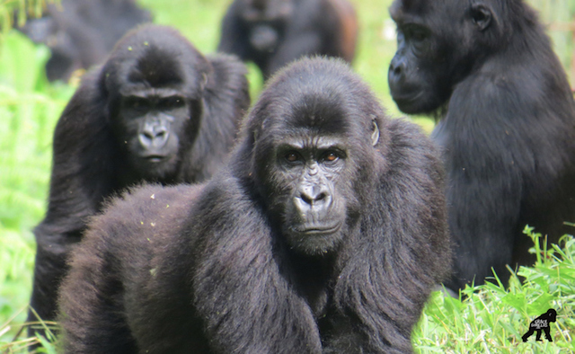 Getting to Kahuzi Biega National Park Congo