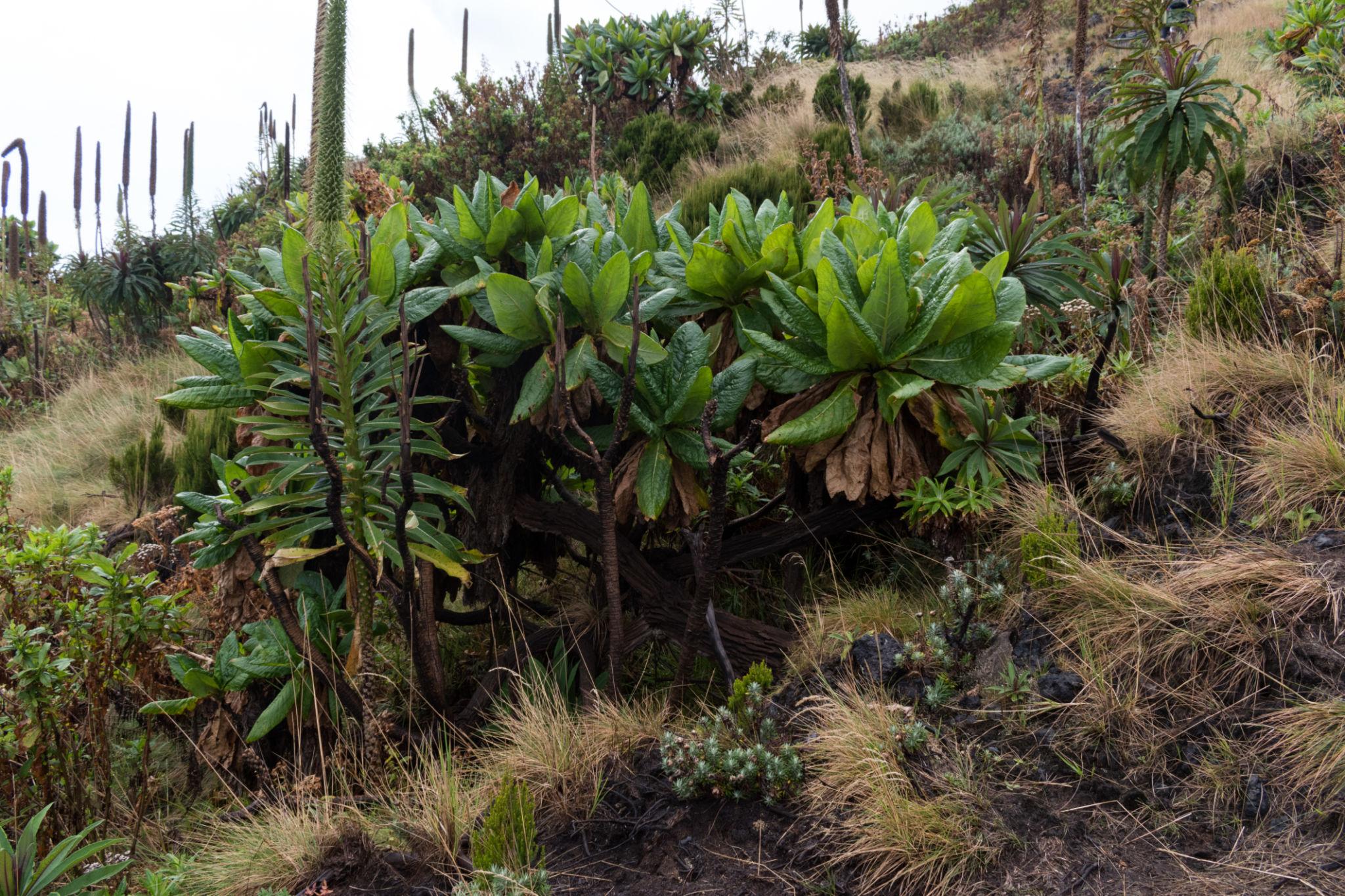 Vegetation in the Mount Nyiragongo Area
