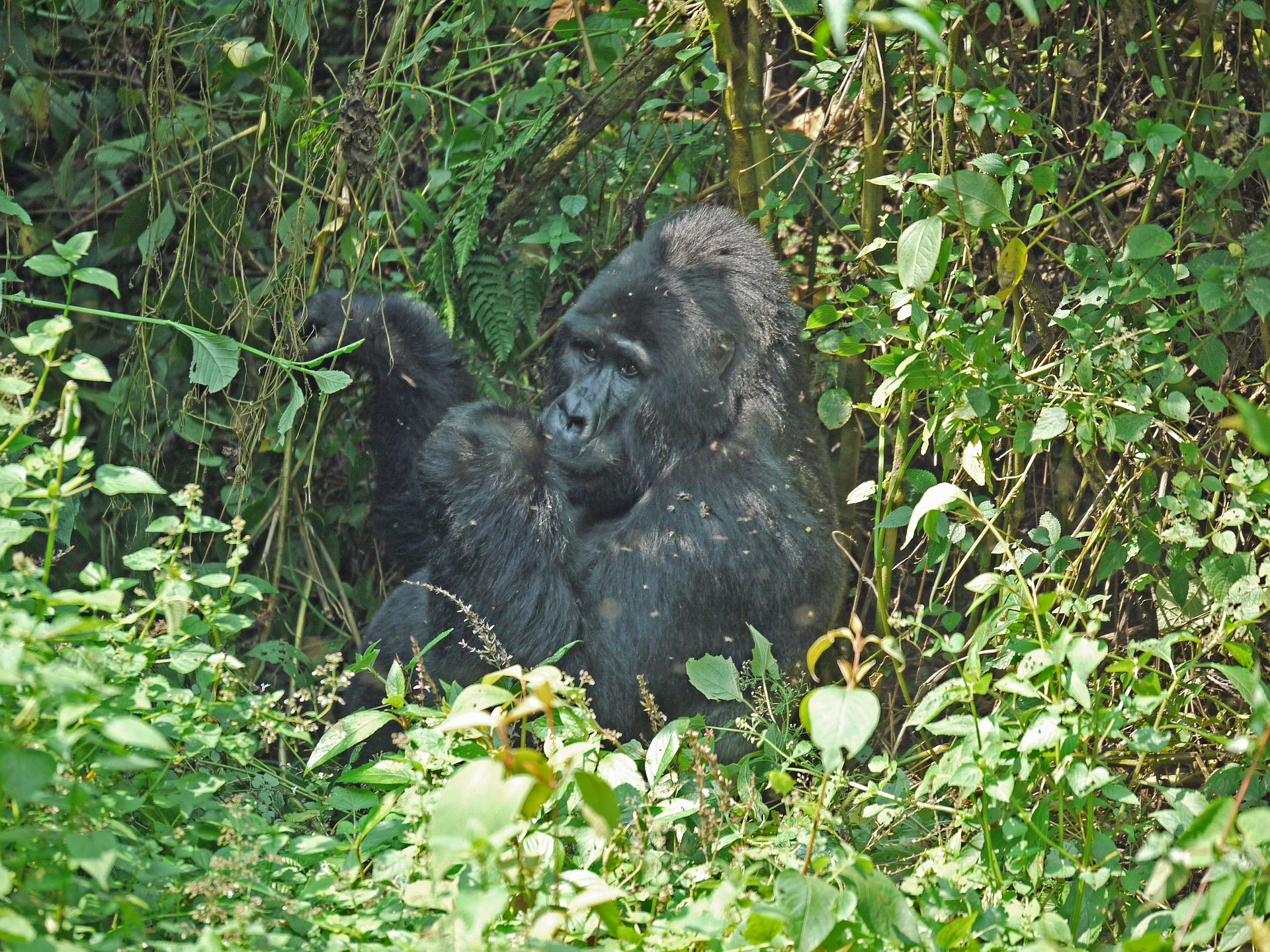 Uganda Gorilla Trekking Tours